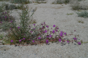 Sand Verbena (Abronia villosa)