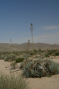 Desert Agave (Agave deserti)