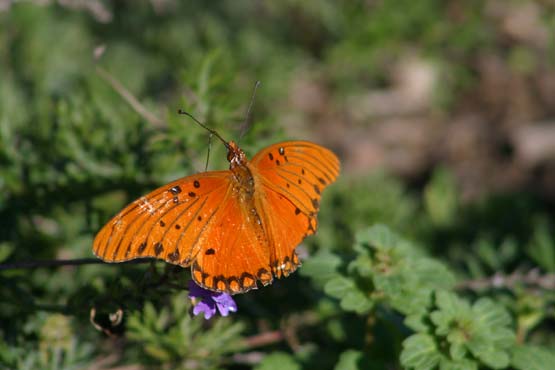 Gulf Fritillary (Agraulis vanillae)