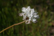 Red-skinned Onion (Allium haematochiton)