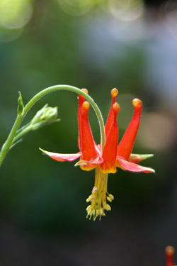 Western Columbine (Aquilegia formosa)