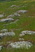 Basalt rocks covered with lichens
