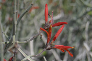 Chuparosa (Beloperone californica)