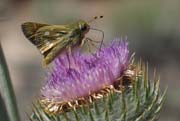 Common Branded Skipper Butterfly (Hesperia comma)