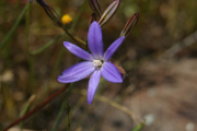 Threadleaf Brodiaea (Brodiaea filifolia)