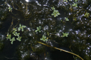 Bolander's Water-starwort (Callitriche heterophylla)