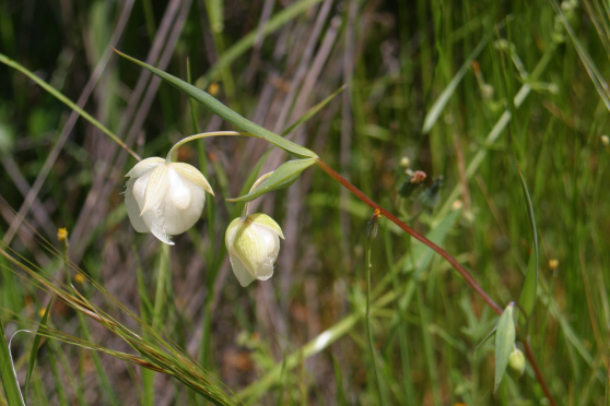 Fairy Lantern (Calochortus albus)