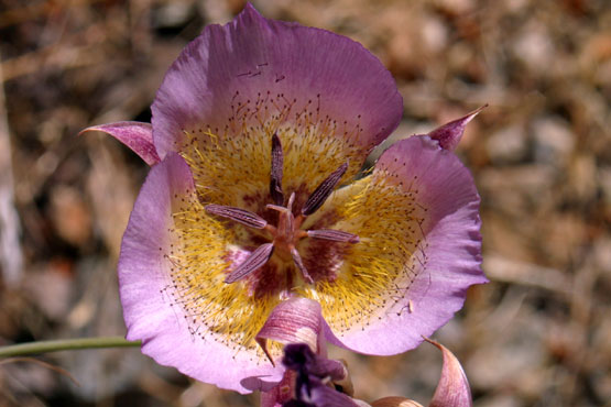 Plummer's Mariposa Lily (Calochortus plummerae)