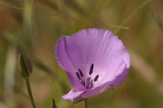 Splendid Mariposa Lily (Calochortus splendens)