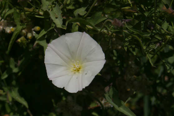 Wild Morning Glory (Calystegia macrostegia)