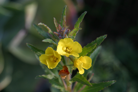 Click photo for the garden gallery California Sun Cup (Camissonia bistorta)