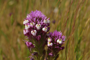 Owl's Clover (Castilleja densiflora)