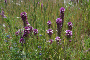 Owl's Clover (Castilleja densiflora)