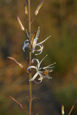 Soap Plant (Chlorogalum pomeridianum)