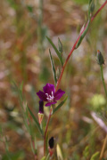 Purple Clarkia (Clarkia purpurea)