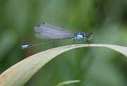 Pacific Forktail Damselfly (Ischnura cervula)