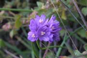 Blue Dicks (Dichelostemma capitatum)