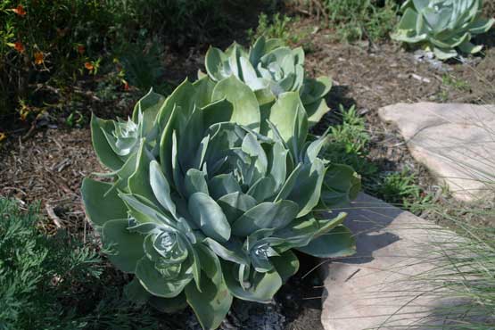 Chalk Liveforever (Dudleya pulverulenta)