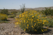 Brittlebush (Encelia farinosa)