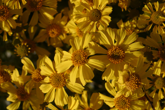 Brittlebush (Encelia farinosa)