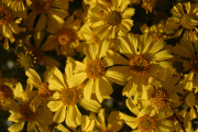 Brittlebush (Encelia farinosa)