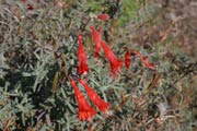 California Fuchsia (Epilobium canum)
