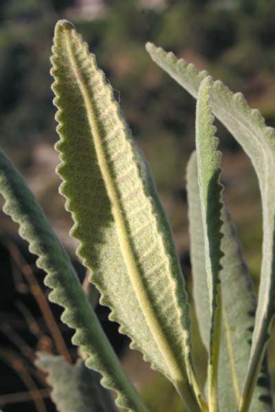 Yerba Santa (Eriodictyon crassifolium)