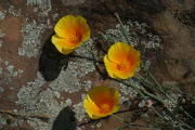 California Poppy (Eschscholzia californica)