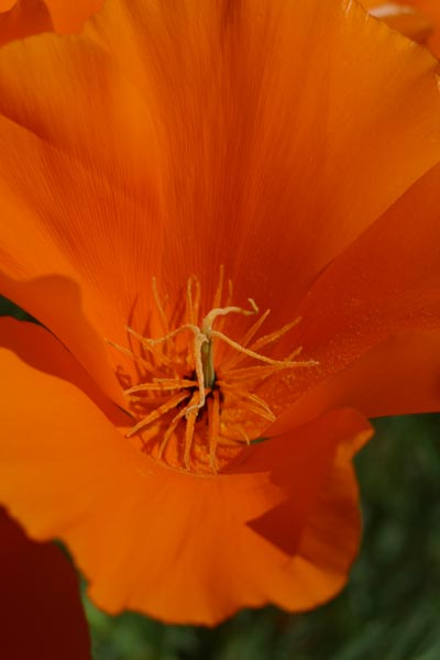 California Poppy (Eschscholzia californica)