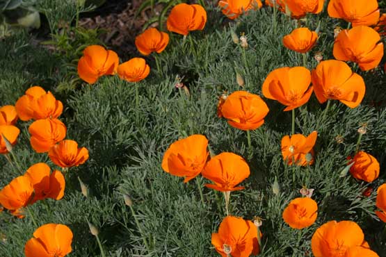 Click photo for the garden gallery California Poppy (Eschscholzia californica)