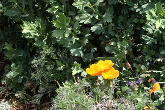 Click photo for the garden gallery California Poppy (Eschscholzia californica)
