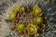 Barrel Cactus (Ferocactus cylindraceus)