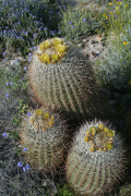 Barrel Cactus (Ferocactus cylindraceus)