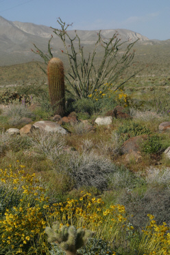 Barrel Cactus (Ferocactus cylindraceus)