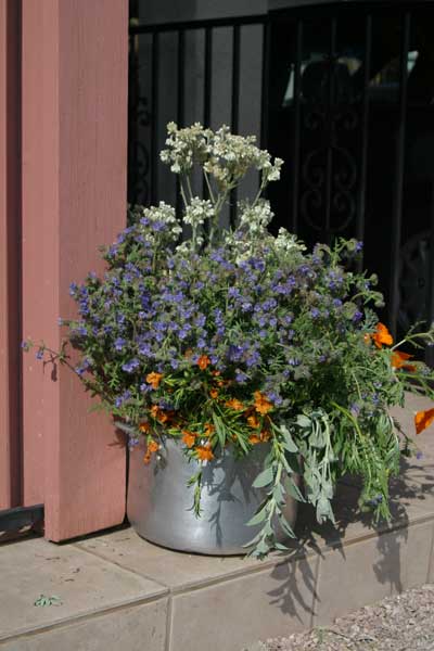Flower pot on porch in Covina, California