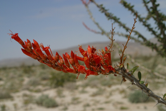 Ocotillo (Fouquieria splendens)