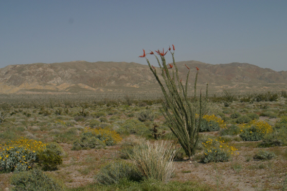 Ocotillo (Fouquieria splendens)