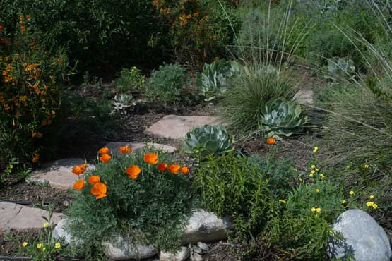 Front yard in Covina, California