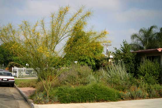 Front yard in Covina, California