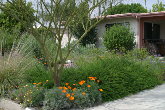 Photo of California native front yard