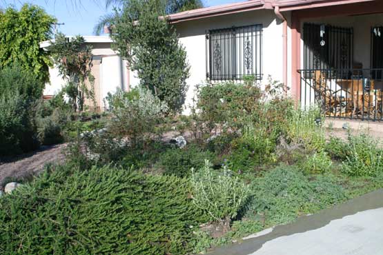 Front yard in Covina, California