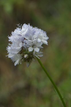 Globe Gilia (Gilia capitata)