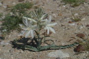 Desert Lily (Hesperocallis undulata)