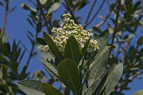 Toyon (Heteromeles arbutifolia)
