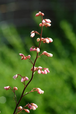 Coral Bells (Heuchera sp.)