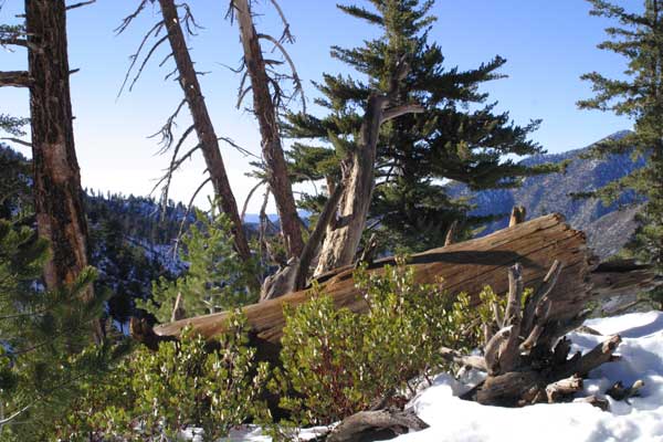 Ice House Saddle Trail