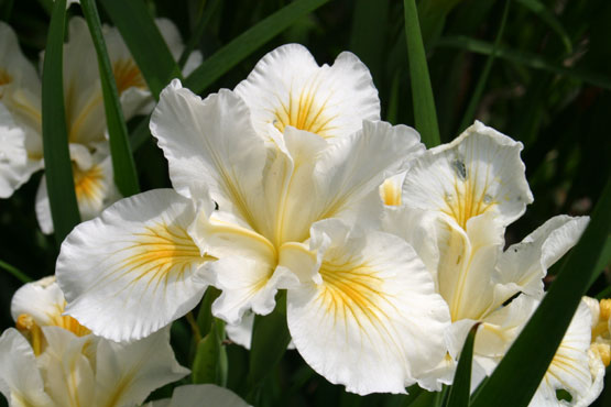 Click photo for the garden gallery Pacific Coast Iris (Iris douglasiana)