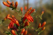 Heart-leaf Penstemon (Keckiella cordifolia)