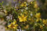 Creosote Bush (Larrea tridentata)