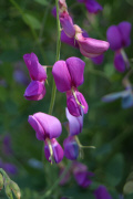 San Diego Pea (Lathyrus vestitus)